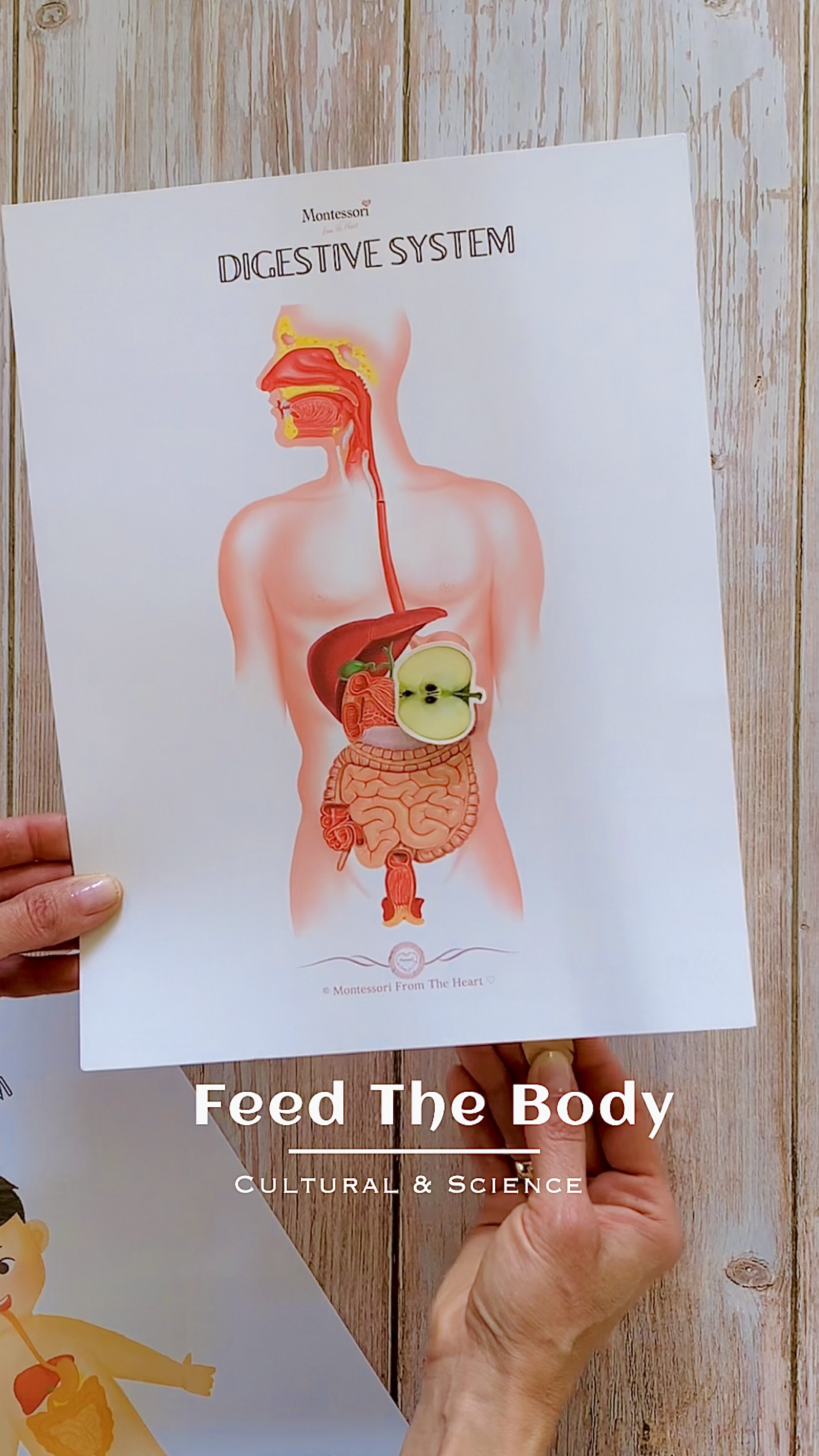 Interactive Digestive System : 9 Steps (with Pictures) - Instructables