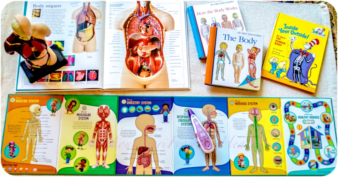 Human Body Unit Study Montessori From The Heart