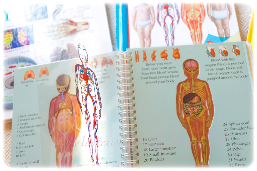 Human Body Unit Study Montessori From The Heart
