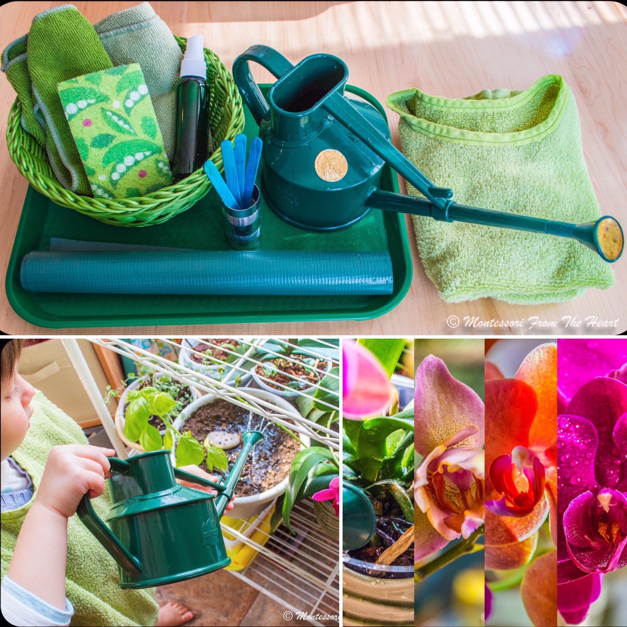 💦Caring for 🌺Orchids at 3 Yo • Montessori 🙌🏻Practical Life Activity • Care of the 🌐Environment